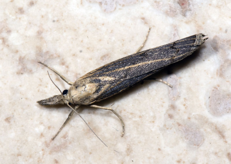 Crambidae: Pediasia contaminella (cfr)